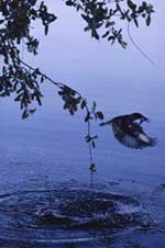 Blue-scene-with-bird.jpg