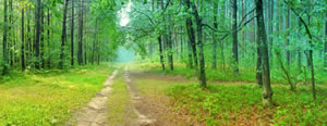 Personal and Executive Coaching