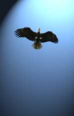 soring_eagle.jpg